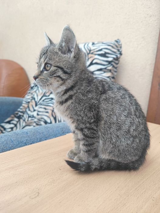 Kotka szaro bura Rezerwacja