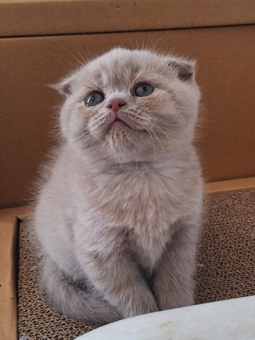 Fêmea scottish fold lilás