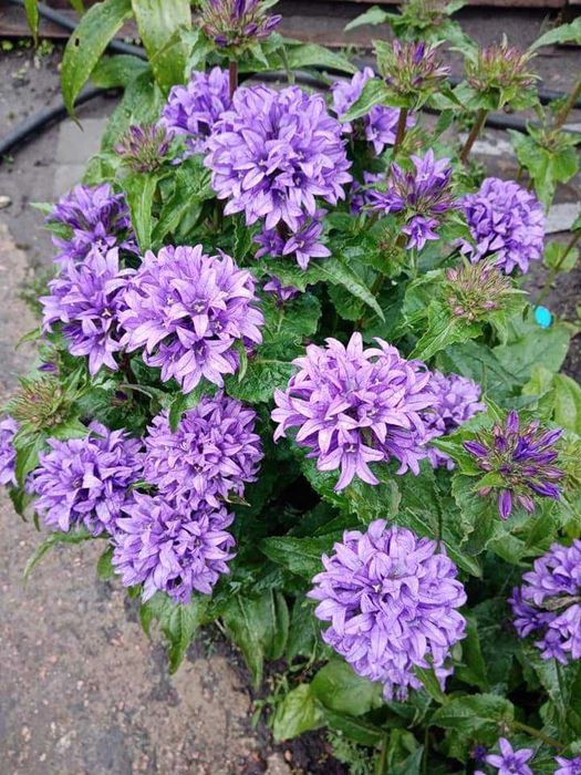 Хости, кам'яні рози, седуми, брунера, фізостегія та багато інших