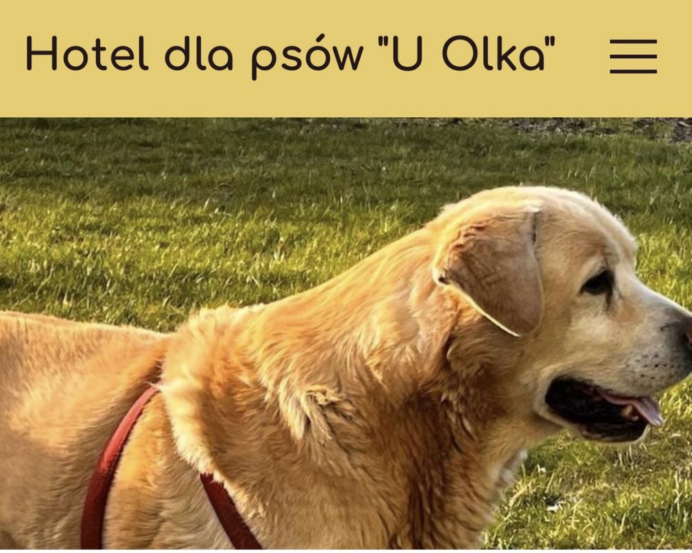 Hotel dla psów małych i średnich