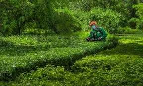 САДІВНИК Послуги садівника у Броварах.