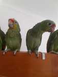 Papagaio amazona