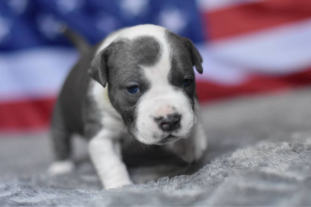 Міцні Цуценята стаффордшири. Дуже багато відео з їх життя кожного дня!