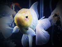Goldfish ,,oranda  white body,,  welonka welonek welonki welon biały