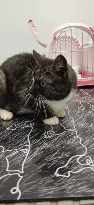 Kotka w typie karpati szuka pilnie domu choćby tymczasowego!!