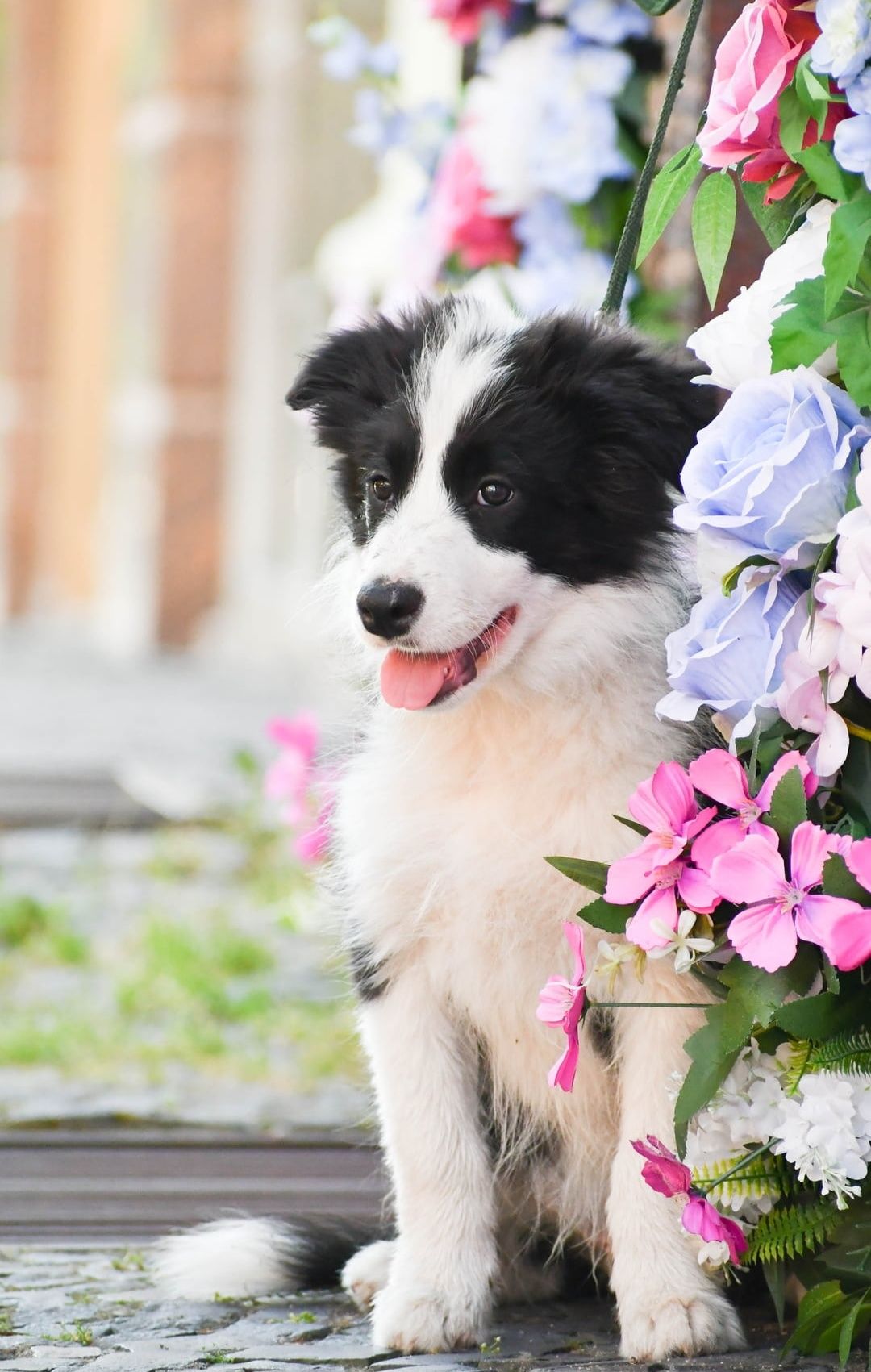 Cudowny piesek Border Collie ZKwP FCI