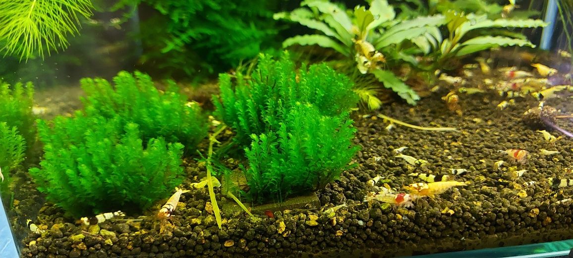 30 gałązek ! Distichophyllum sp. rare moss . Mech akwariowy