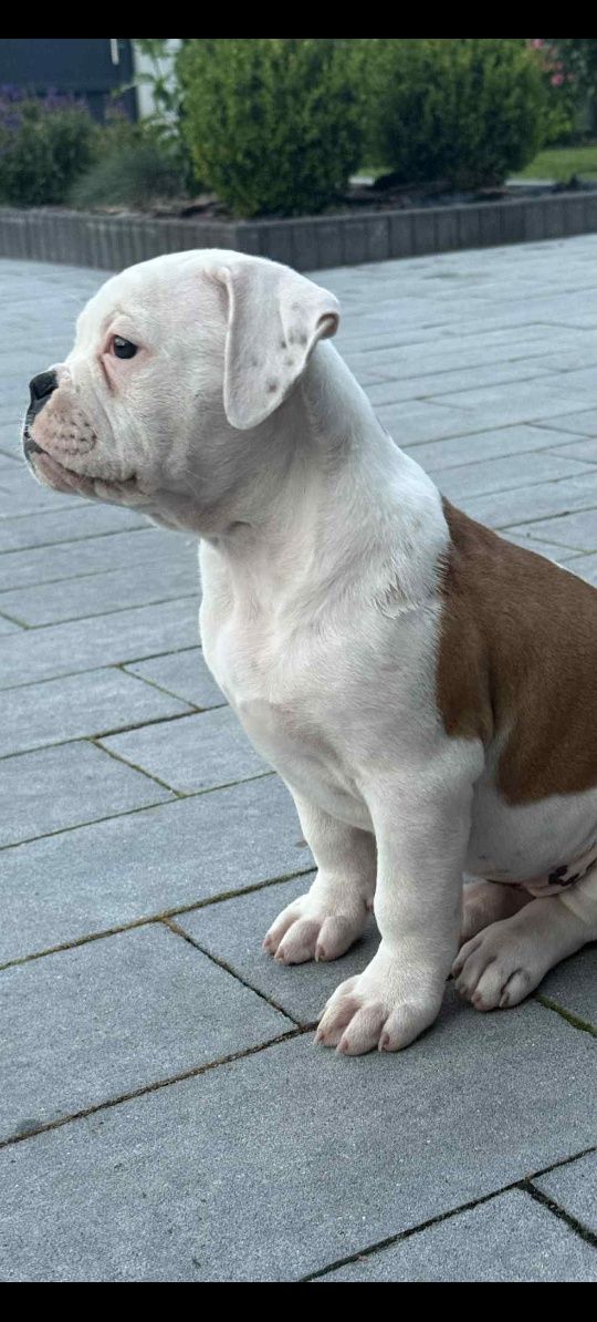 Buldog Amerykański FCI