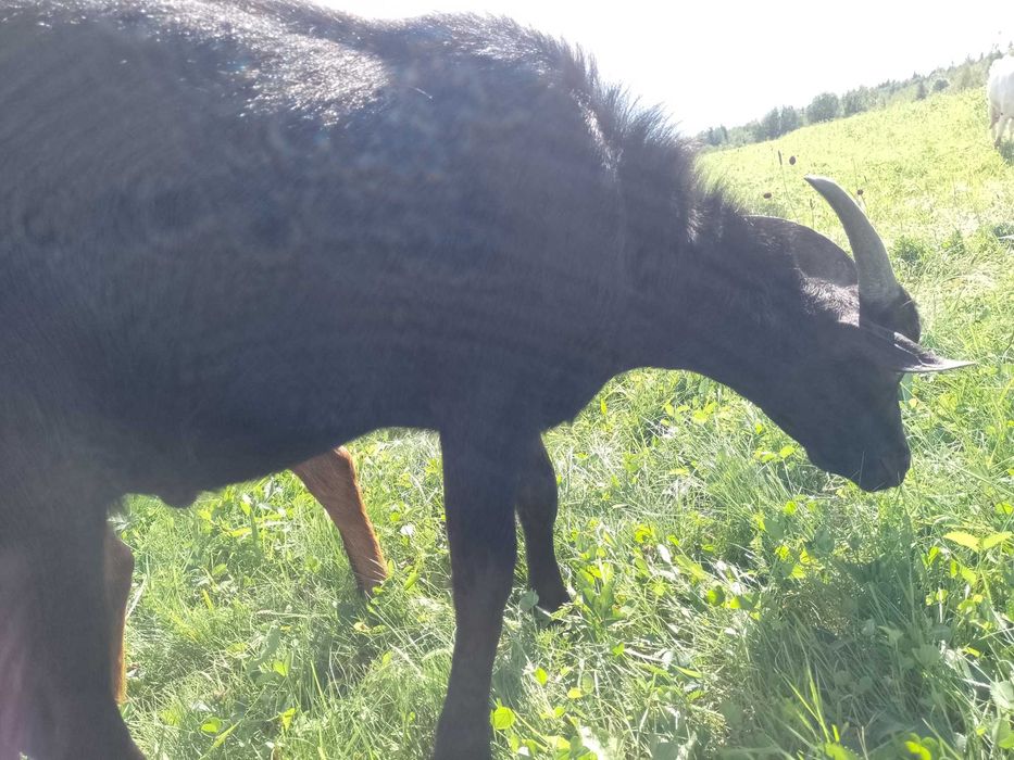 Цап козел мурсія