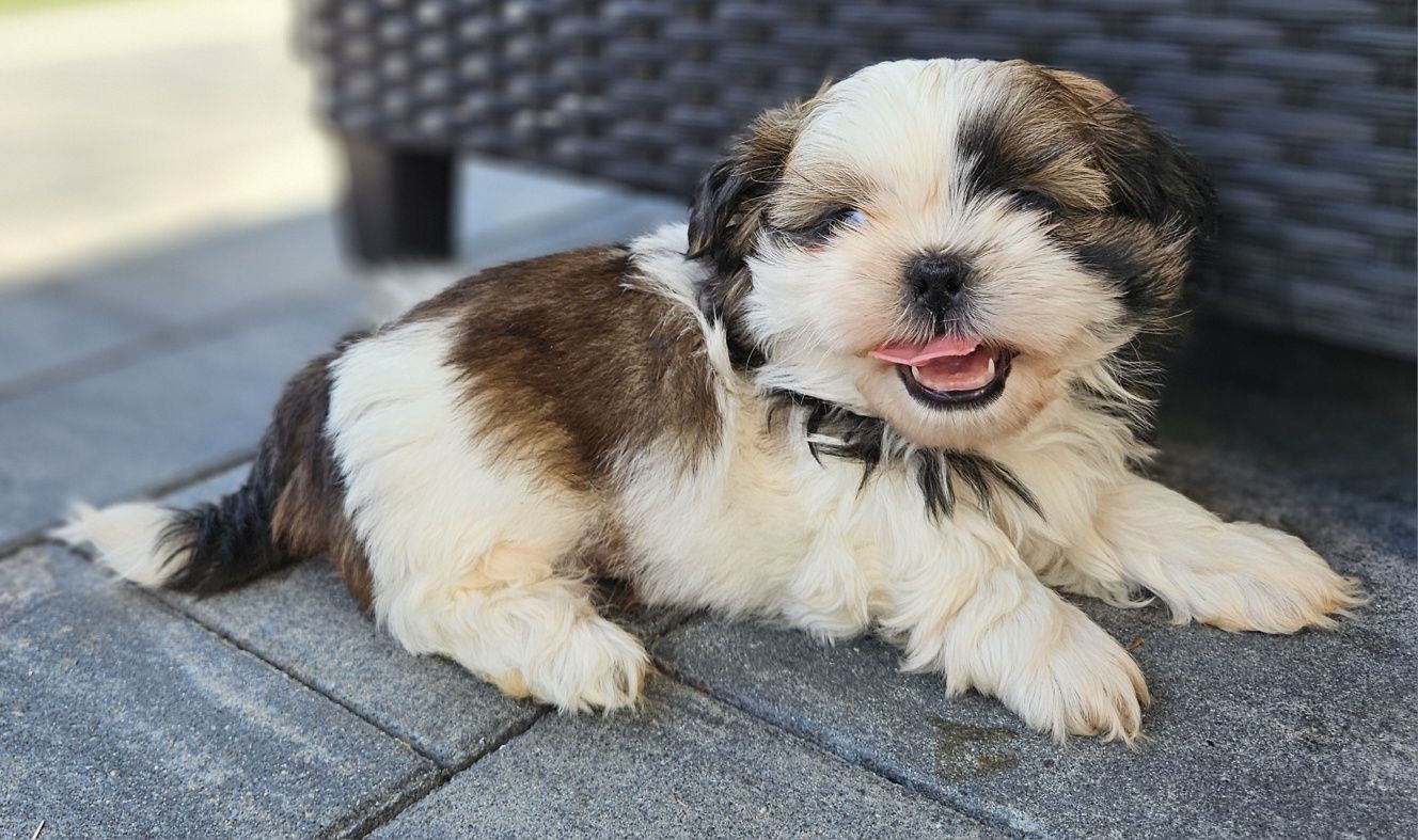 Shih tzu TRI color