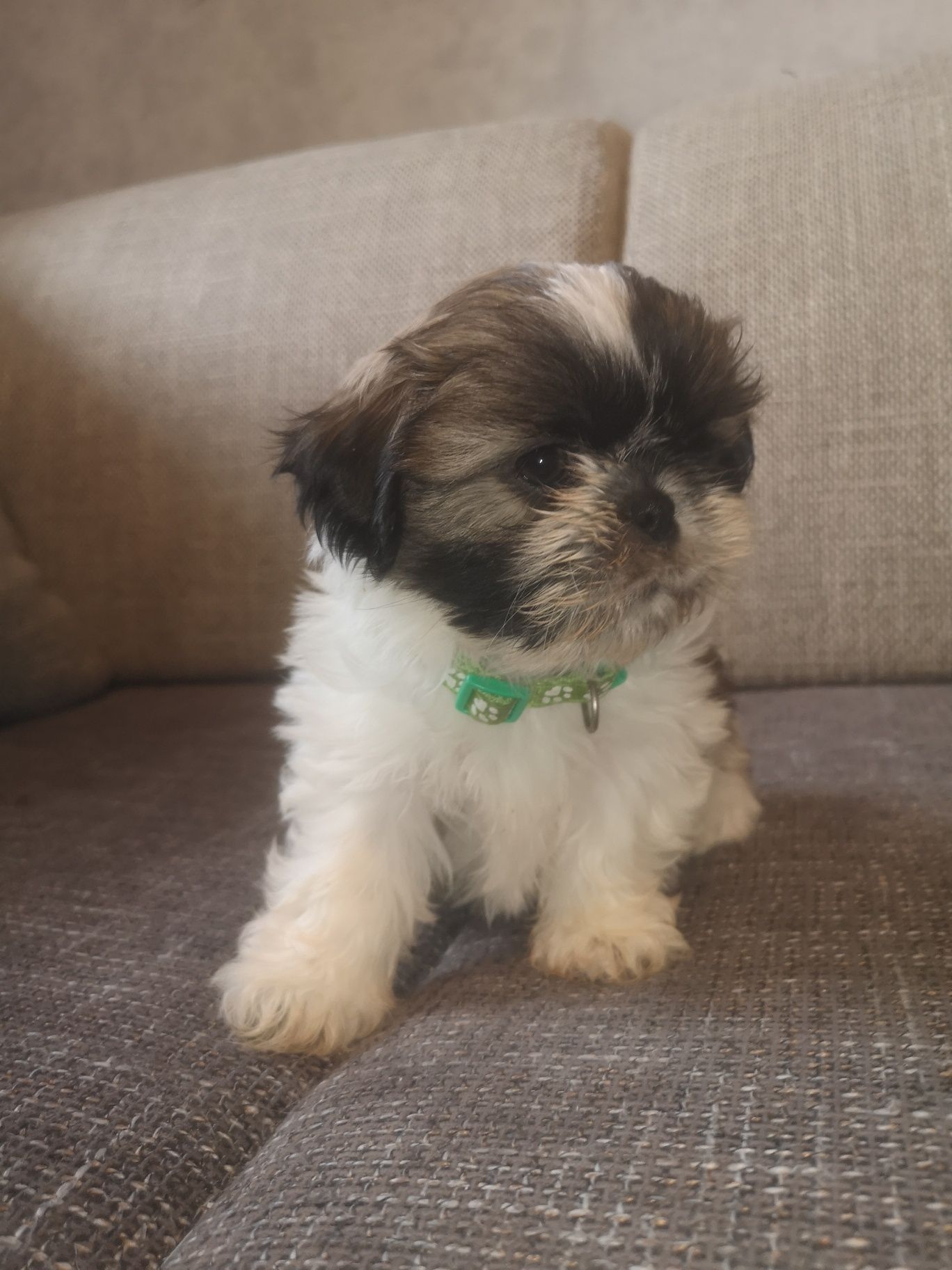 Szczeniaczek Shih-tzu piesek