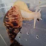 Ślimaki afrykanski albino body