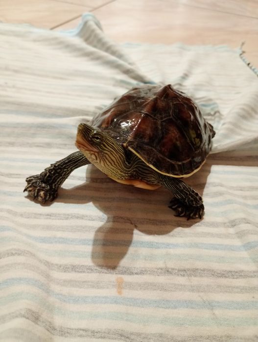 żółw wodny chiński