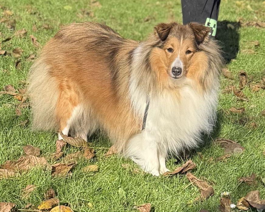 Owczarek Szetlandzki śniady piesek Hector