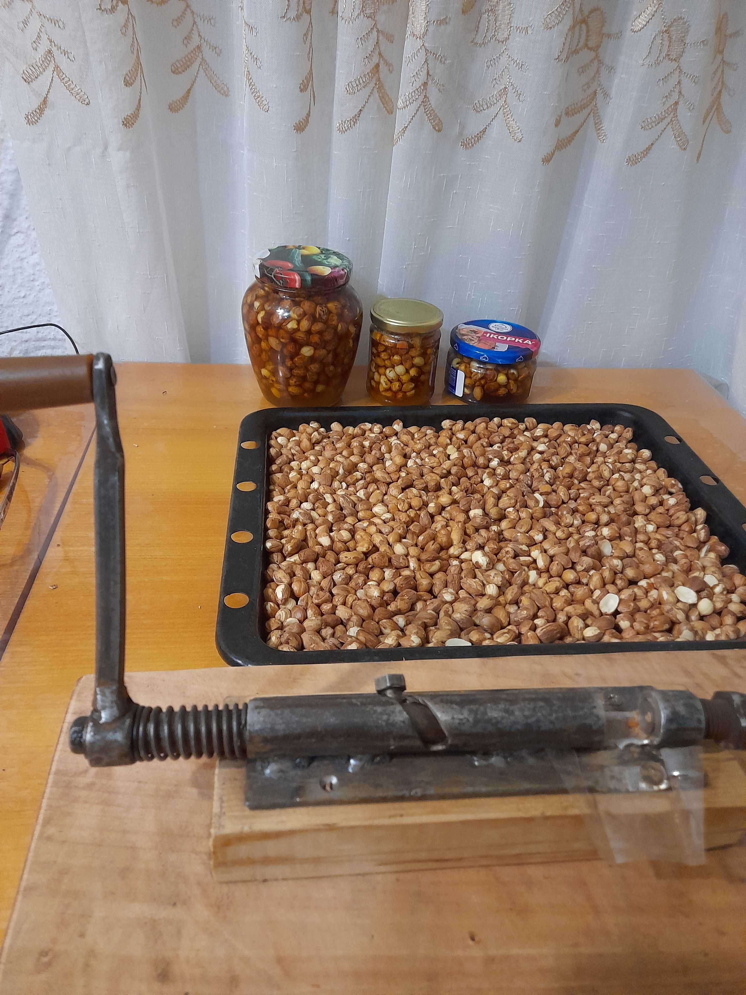 Горіх фундук, ліщина