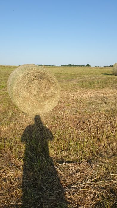 Siano Trawy Szlachetne 100zł . I słoma. Możliwość transportu