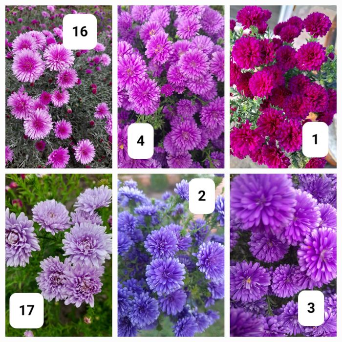 Многолетние астры. Сентябринки.  Айстри богаторічні. Морозець.