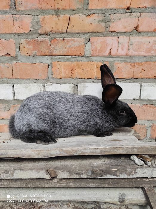 Кролі Полтавське срібло