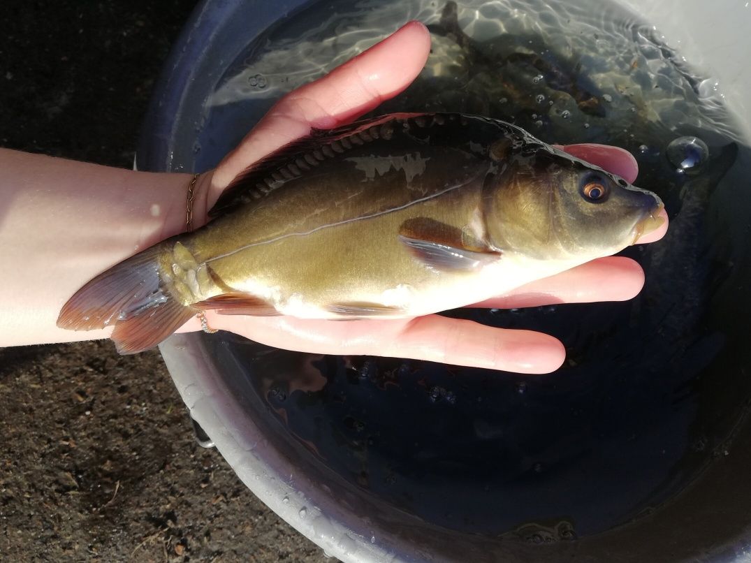 Karp narybek 15-20cm Dostępny Lin, Amur, Tołpyga