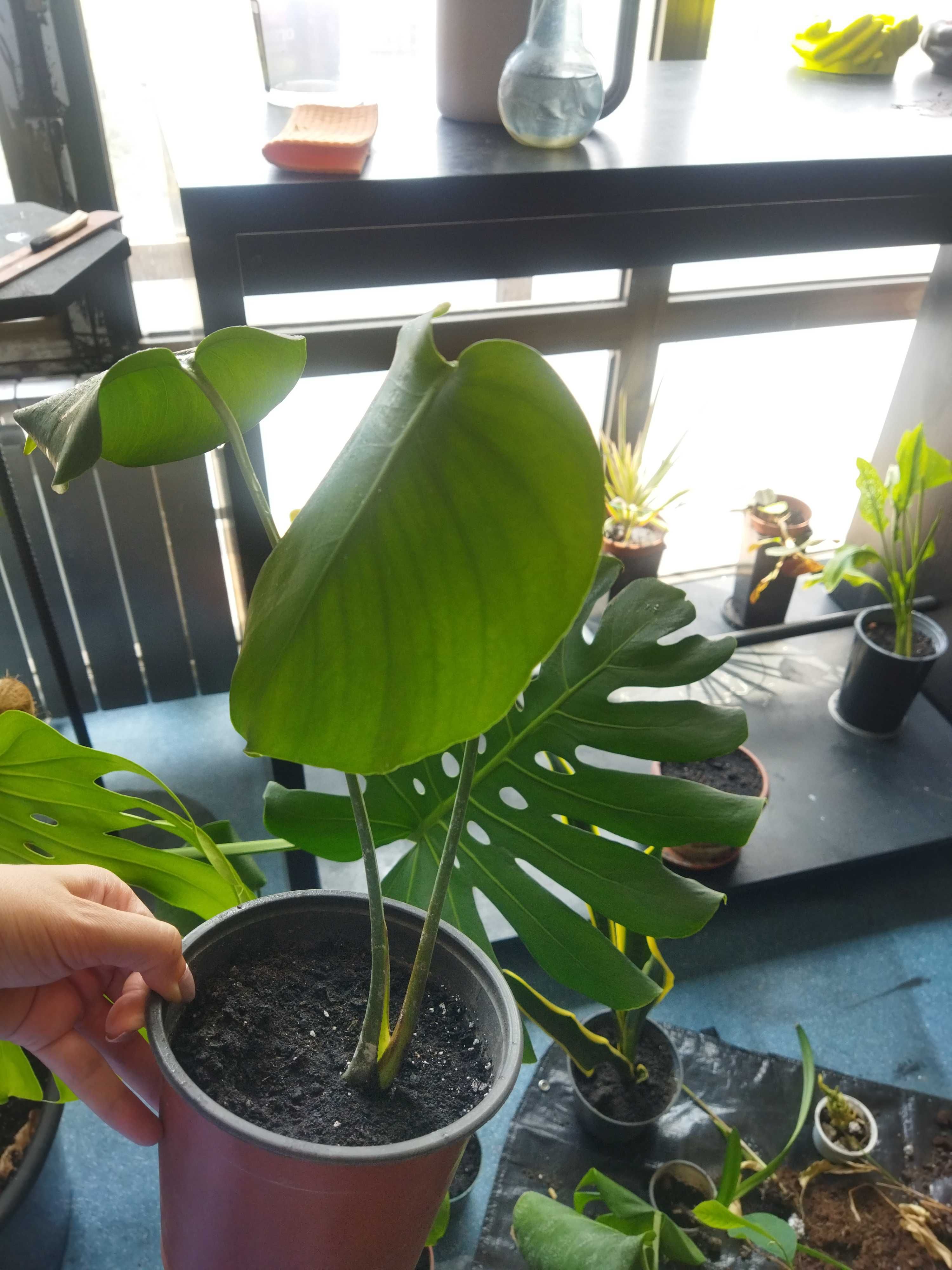 Монстера Деликатесная лиана Monstera deliciosa