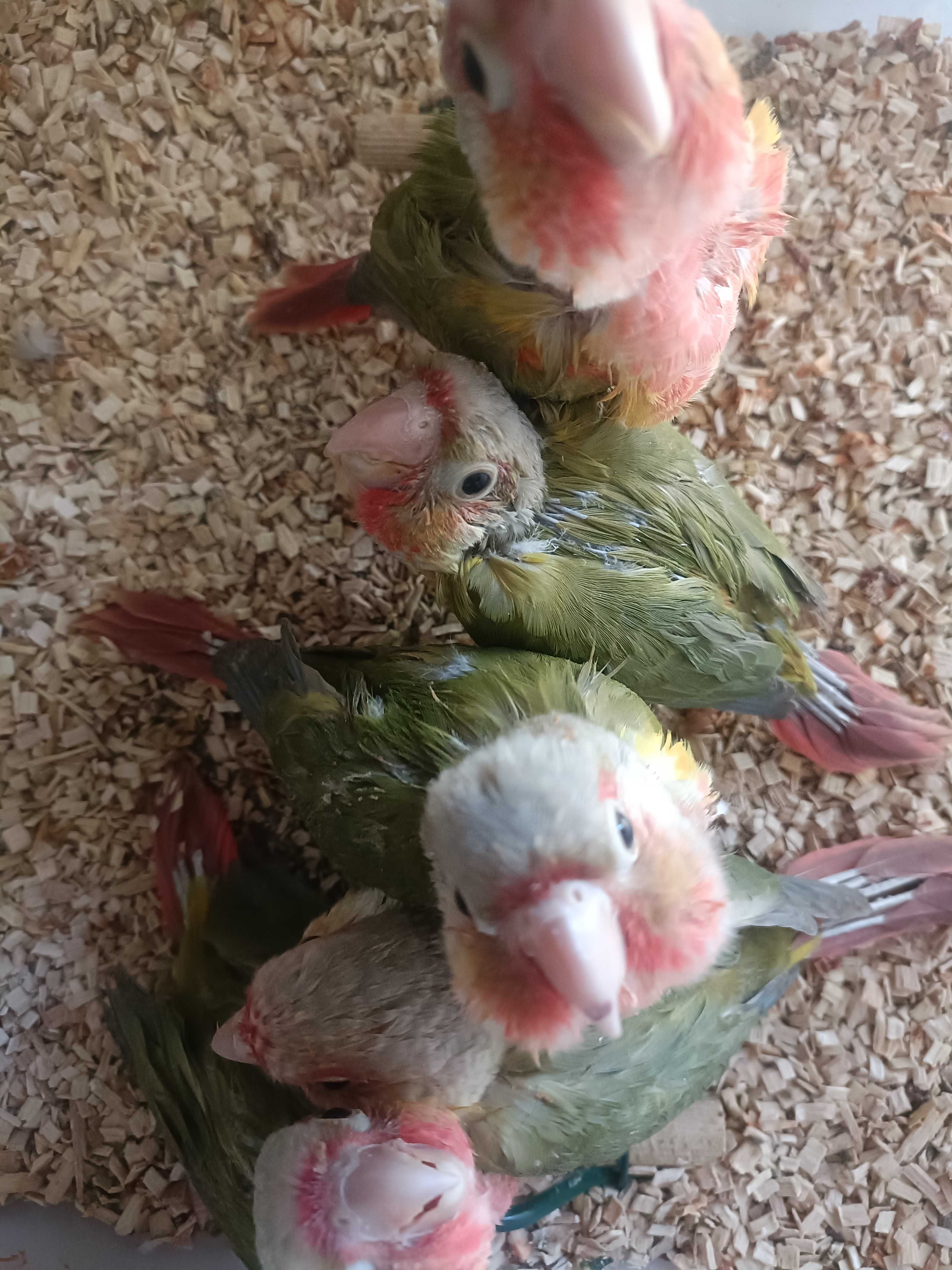 Pyrruras pyneeaples criadas  a mão ..