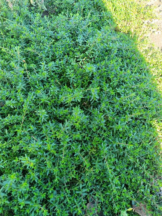 Poziomki maliny zioła