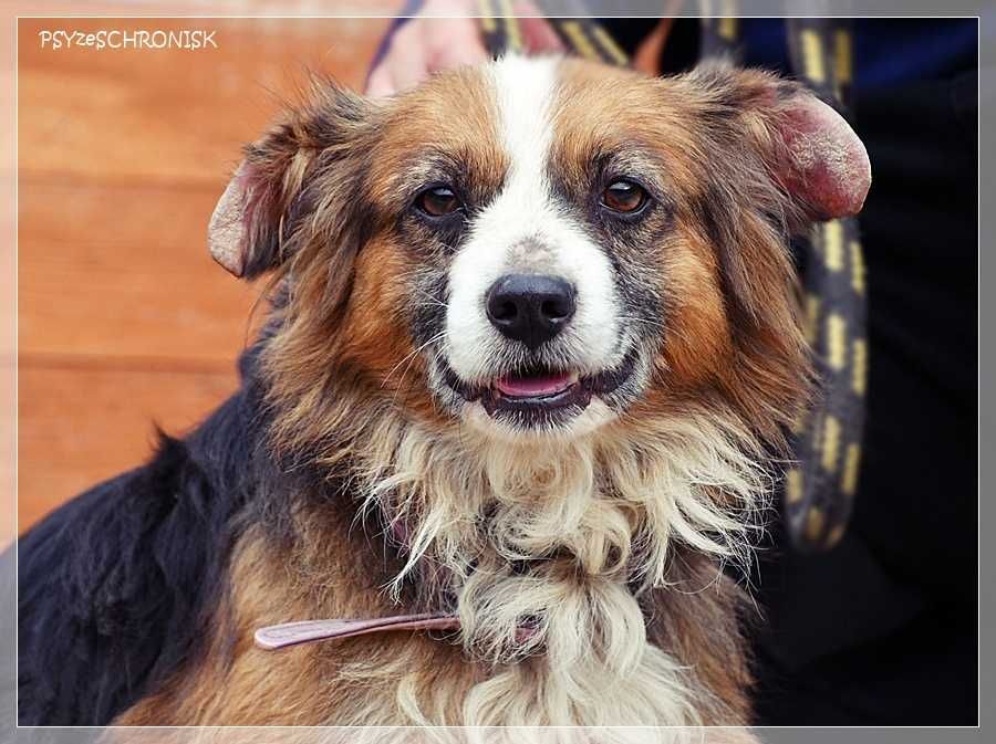 Bazu – ma tylko jedną wadę – nie jest pierwszej młodości