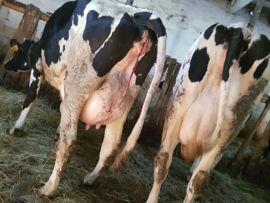 Jałówki Wycielone Hodowlane Użytkowe HF Wysokomleczne