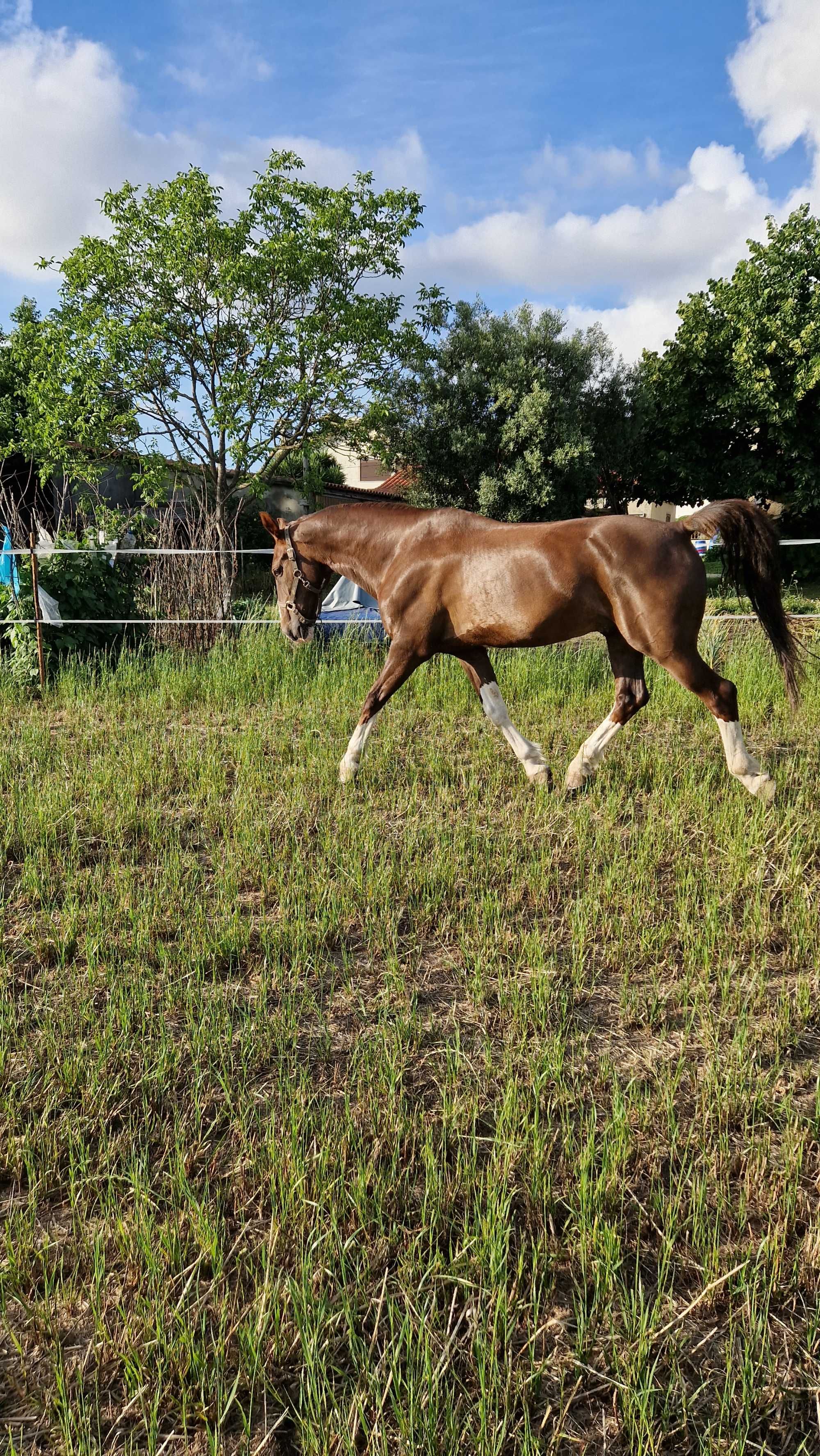 KWPN puro de 18 anos - cavalo calmo e dócil