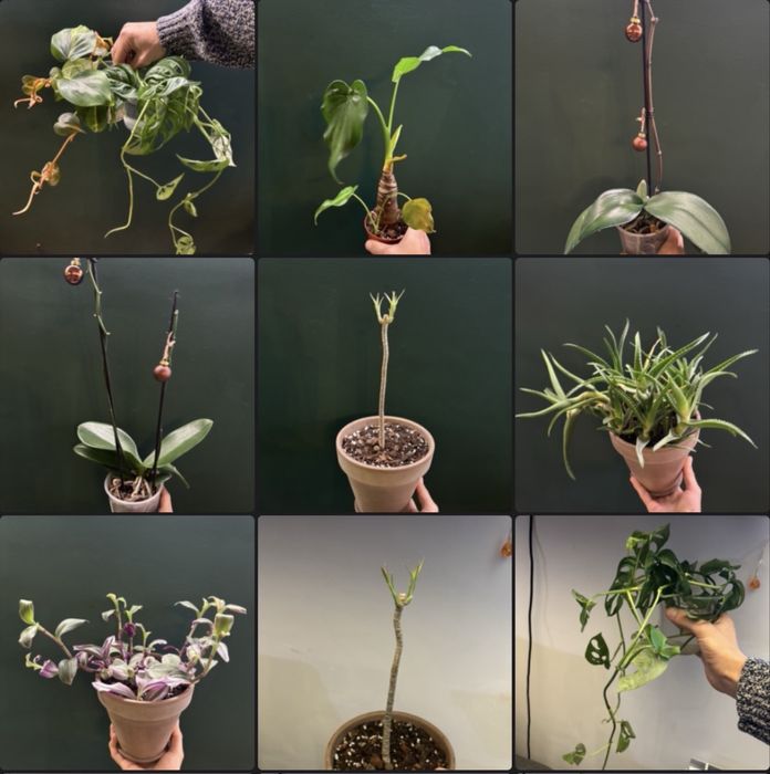 Rośliny domowe rożne