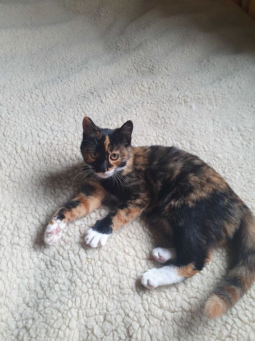 Trzymiesięczna kotka do adopcji