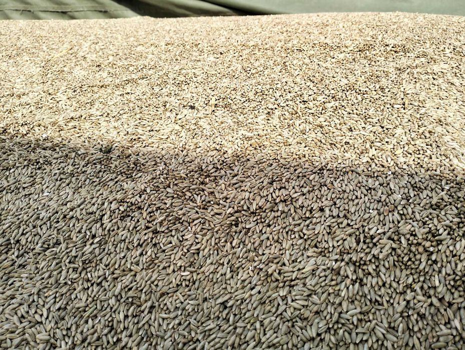 Sprzedam żyto ze zbioru 2025 rok