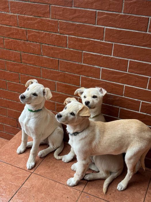 Цуценята дівчата безкоштвно ( метіс лабрадора)