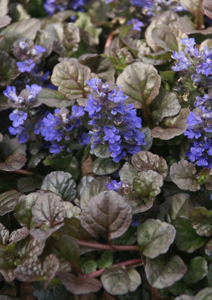 Ajuga planta.