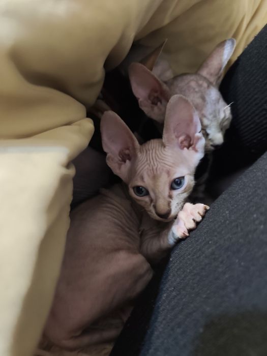 Кішечка Канадського сфінкса