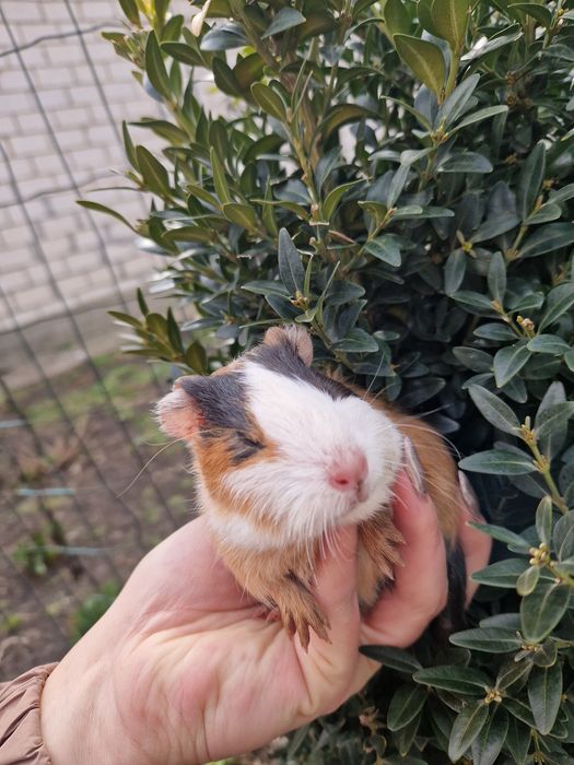 Морські свинки 2 місяці