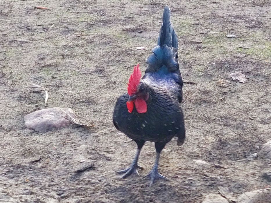 Kogut  z tego roku. Ozdoba podwórka