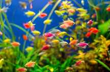 Тернеція GloFish, 6 грн.-опт