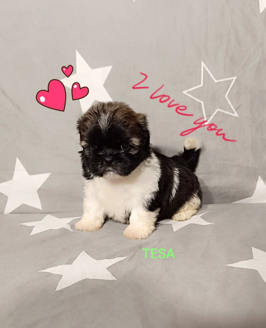 Shih Tzu suczka z rodowodem gotowa do odbioru.