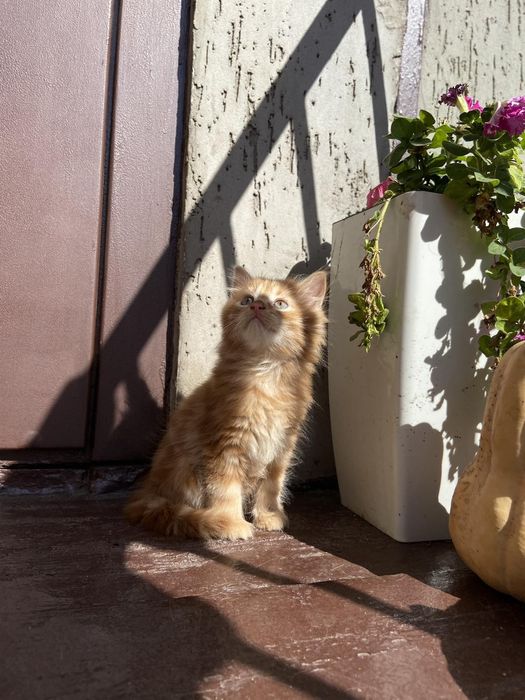 Кошенята/котята шукають дім та люблячу родину