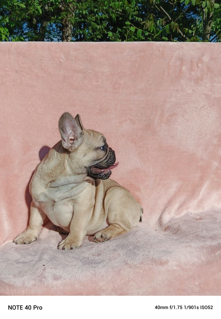 Buldog francuski