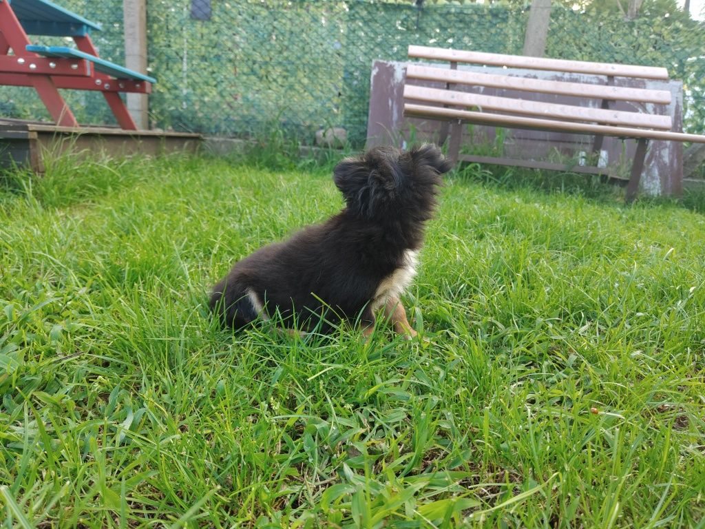 Piesek chihuahua