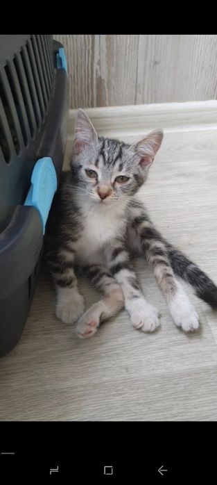 Кошенята 1,5 міс хлопчик та дівчата