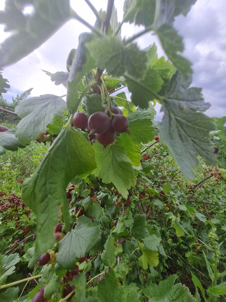 Продам ежевику, малину, смородину, йошту, крыжовник, годжи.