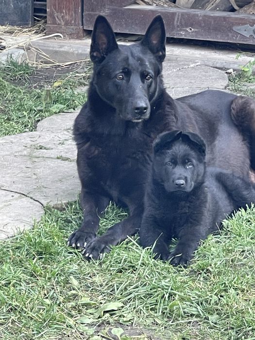 На продаж хлопчик німецькоі вівчарки робочого розведення . Повний пере