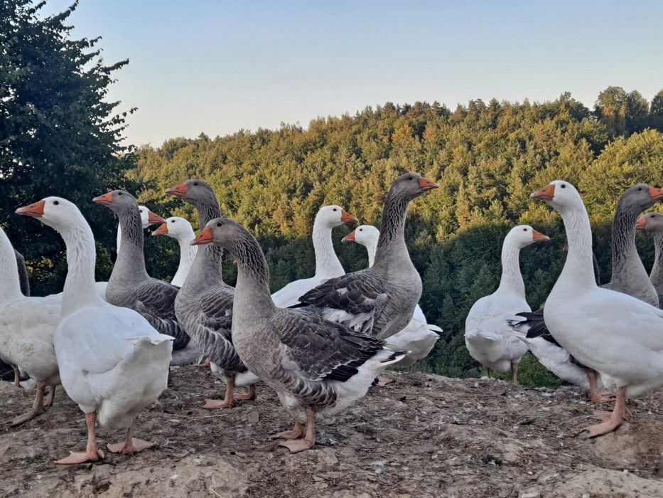 Gęsi landes kołudzkie tuszki