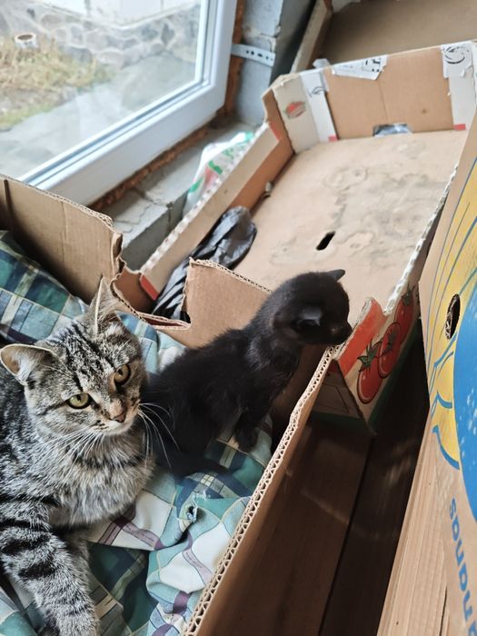 Шотландські кошенята