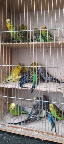 Papugi faliste samce i samice