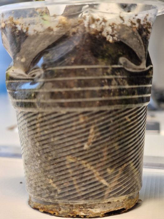 Епіпремнум сциндапсус глобал грін