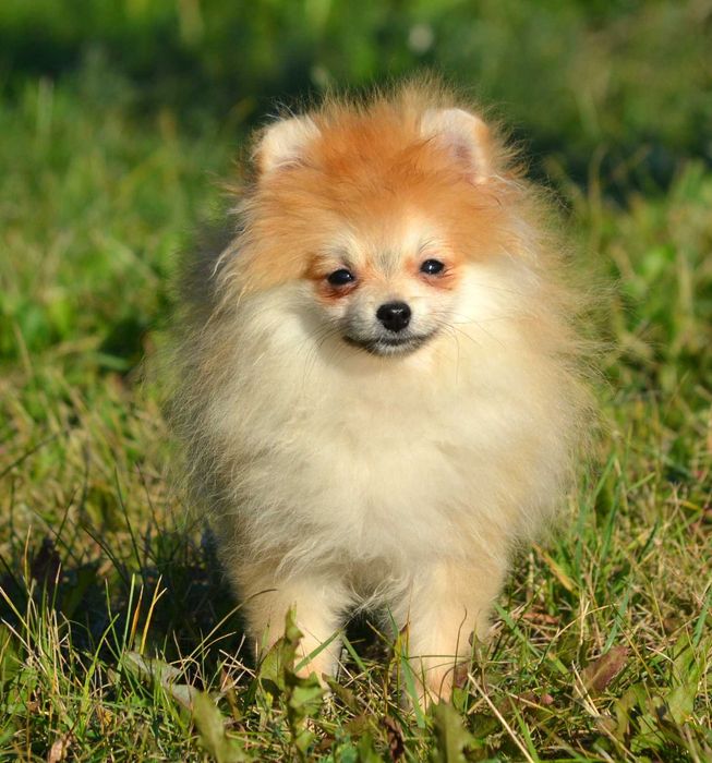 Szpic Miniaturowy Pomeranian śliczny piesek Wolt ZKwP FCI rodowód
